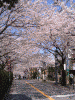 桜道の桜(7)