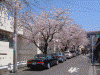 桜道の桜(8)
