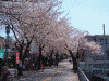 桜道の桜(10)