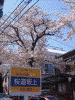 桜道の桜(13)