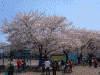 小学校の校庭に咲く桜(1)