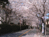 桜道の桜(20)