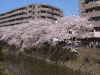 大岡川の桜(1)