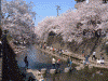 大岡川の桜(2)