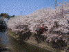 大岡川の桜(4)
