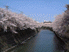 大岡川の桜(15)