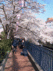 大岡川の桜(16)