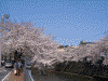 大岡川の桜(20)