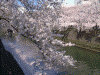 大岡川の桜(21)