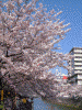 大岡川の桜(25)