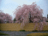 富士見温泉 見晴らしの湯/満開のしだれ桜(2)