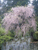 妙義神社のしだれ桜(2)
