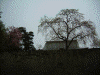 妙義神社のしだれ桜(5)