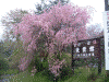 妙義神社入口近くにあるしだれ桜(2)