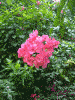 由布島の花たち(1)