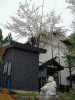 嶽温泉の桜