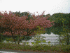 王池東湖と桜