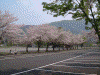 休屋北駐車場の満開の桜(1)