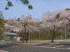 休屋北駐車場の満開の桜(2)