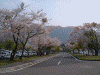 休屋北駐車場の満開の桜(3)