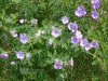 チシマフウロの花が満開