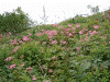 伊吹山の花(2)/たくさん咲いているのはシモツケソウ，背の高いのはシュロソウ，薄い紫色の細いのはクガイソウ