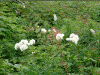 伊吹山の花(4)/丸く白い花はカラマツソウ，先端に小さい白い花が群生しているのはイブキトラノオ