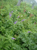 伊吹山の花(6)/紫色の花はクガイソウ，白い花はイブキトラノオ
