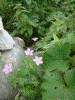 伊吹山の花(14)/左右の端がイブキフウロ，真ん中がハクサンフウロ