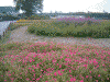 山中湖花の都公園(3)