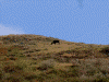 展望台付近にも牛が…(2)