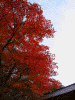 水若酢神社の紅葉(2)