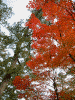 水若酢神社の紅葉(1)