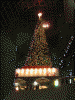 大階段のクリスマスツリー(2)