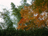 箱根美術館周辺の紅葉(1)