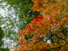 箱根美術館周辺の紅葉(2)