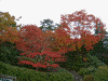 箱根美術館周辺の紅葉(3)