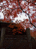 箱根美術館の紅葉(5)