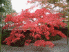 箱根美術館の紅葉(6)