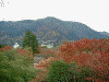 箱根美術館の紅葉(8)