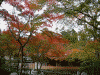 箱根美術館の紅葉(11)