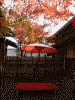 箱根美術館の紅葉(21)