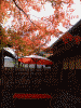 箱根美術館の紅葉(22)