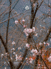 冬桜？