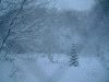 吹雪で迎えた蔦温泉の朝(1)