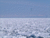 「お〜ろら２」から眺める流氷(9)