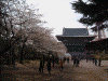 増上寺の桜(1)