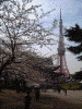 増上寺の桜(2)
