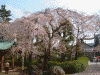 増上寺の桜(4)