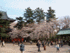 増上寺の桜(9)